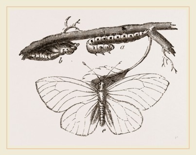 Black-veined White Butterfly