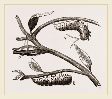 Caterpillar of Swallow-tailed Butterfly