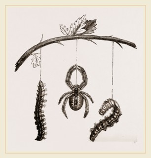 Spider and Caterpillars of Emperor-Moth