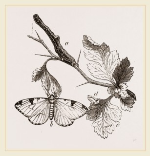 Brimstone-Moth
