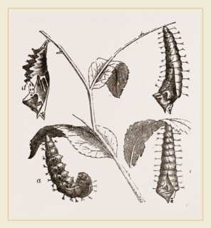 Suspended Caterpillars and Chrysalis