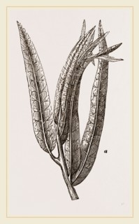 Nest of Tortriix chlorana
