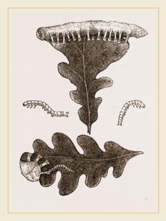 Caterpillars and Nest of Green Oak-moth