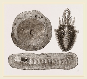 Larva of Ant-lion and Pit