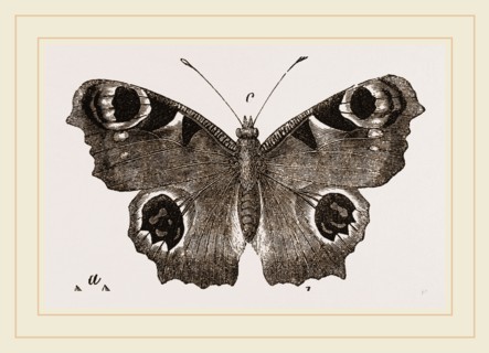 Peacock-Butterfly