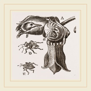 Nut and Apple-tree Weevils