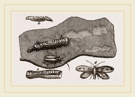 Clothes-Moth and Caterpillar