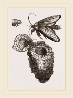 Earth-mason Moth and Nests