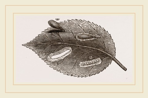 Caterpillar forming Case