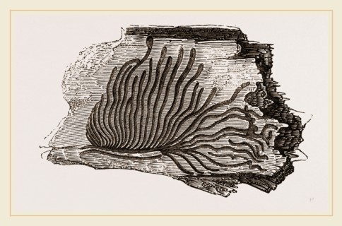 Bark mined by Beetle-grubs