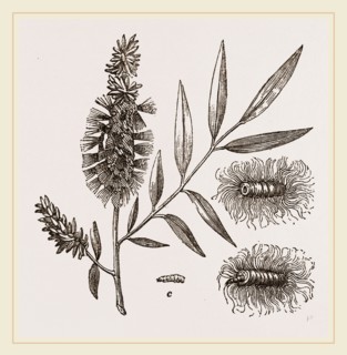 Willow-branch with Downy Catkins