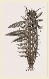 Water-grub of Ephemera dissected