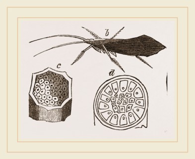 Pupa and Insect of Phryganea