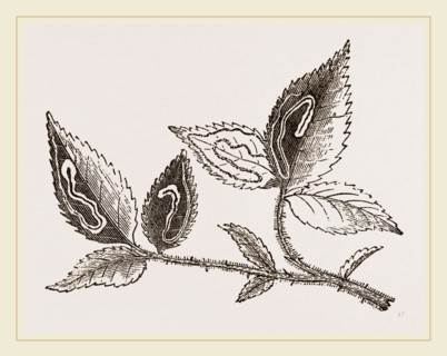 Leaves mined by Golden Silver-spot Moth