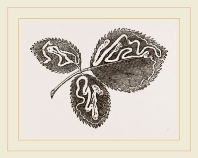 Leaves of Bramble mined