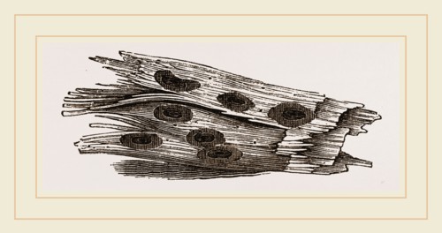 Nests of Ephemera in holes of Cossus