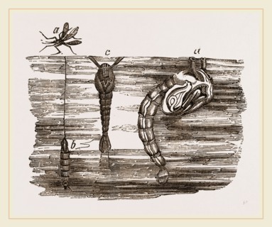 Tipula and Pupa