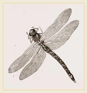 Dragon-Fly