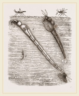 Larva of Corethra plumicornis