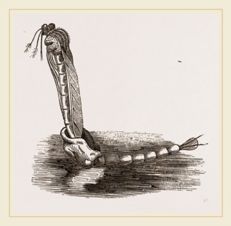 Gnat escaping from Pupa