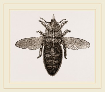Under view of Neuter Bee