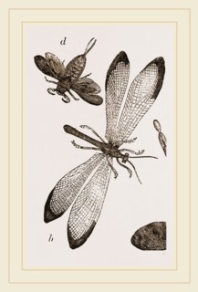 Insects in the Imago state