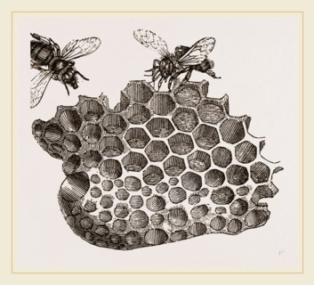 Part of Honey-comb