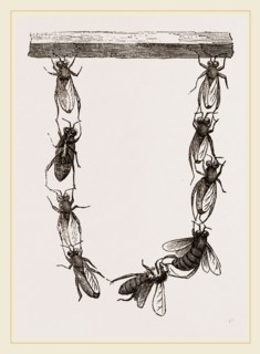 Festoon of Wax-workers