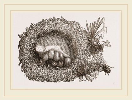 Carder-Bees' Nest and Cells