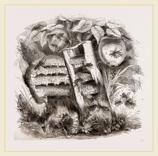 Hornets and Wasps with Nests