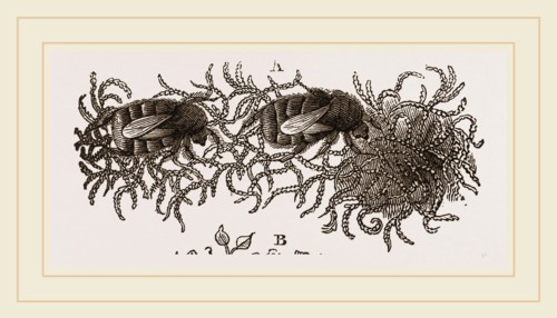 Carder-Bees and Nest