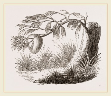Wasps' Nest on Willow
