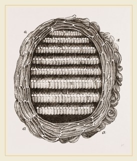 Section of Wasps' Nest