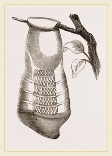 Pendent Wasps Nest from Cayenne