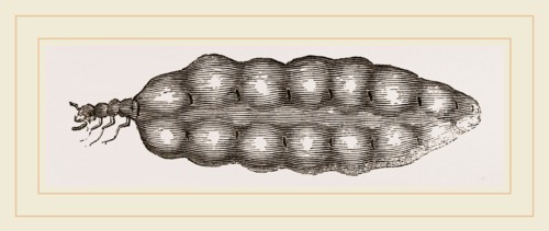 Termite Queen distended with Eggs