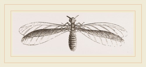 Termes bellicosus in winged state