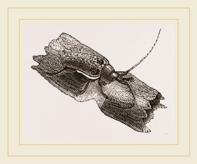 Capricorn Beetle