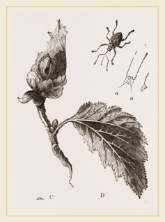 Nut-Weevil