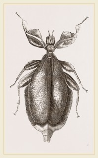 Leaf-Insect