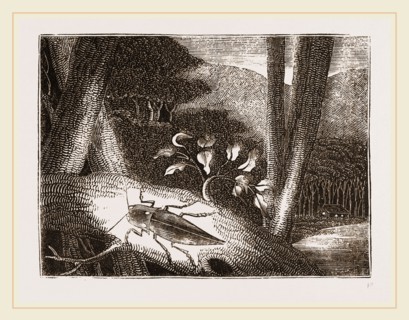 Fire-Fly