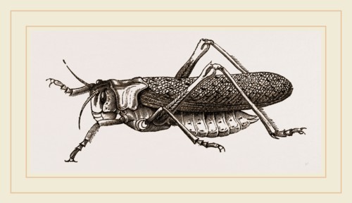 Locust