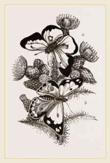 Clouded Butterflies