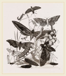 Group of Hawk-Moths Caterpillars and Pupae