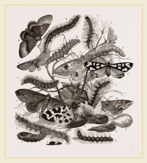 Group of Moths Caterpillars and Pupae
