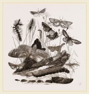 Group of Moths Caterpillars and Pupae