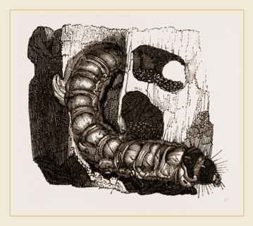 Caterpillar of Goat-Moth