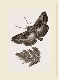 Gamma Moth