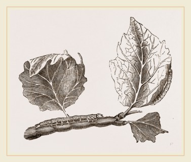 Caterpillars of Clifton Nonpareil