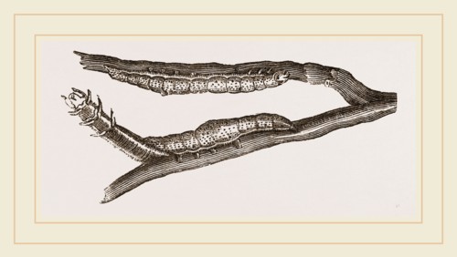 Caterpillars of Clifton Nonpareil