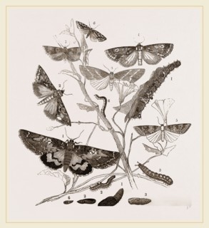 Group of Moths Caterpillars and Pupae